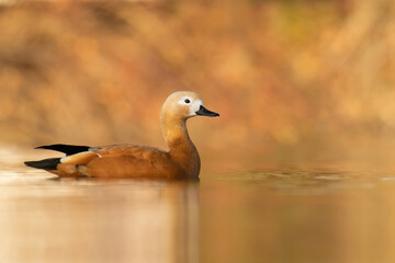Ruddy shelduck (Tadorna ferruginea), with the beautiful orange coloured water surface. Beautiful orange duck from the pond in the morning mist. Wildlife scene from nature, Czech Republic