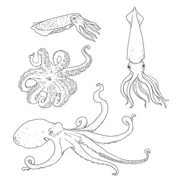Vector Set of Sketch Cephalopods. Octopus, Cuttle and Squid.