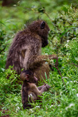 Young baby baboon in Kruger NP South Africa.
