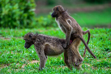 Copulating baboons in Kruger NP South Africa.