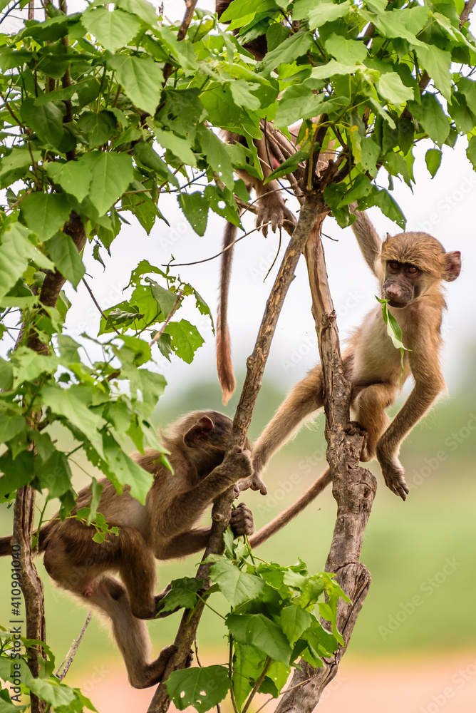 Wall mural young baby baboon in kruger np south africa.