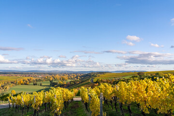 Weinberge bei Neuses am Berg an der  Volkacher Mainschleife und den Weinort Sommerach am Main an der Weininsel und die Mainaue, Stadt Dettelbach, Landkreis Kitzingen, Unterfanken, Bayern, Deutschland