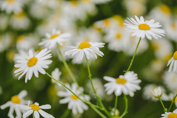 Camomile field.