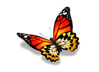 Color monarch butterfly , isolated on the white background - obrazy, fototapety, plakaty