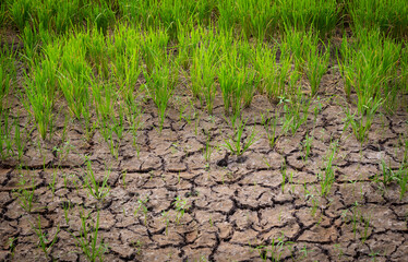 Rice seedlings on the ground with soid cracks.