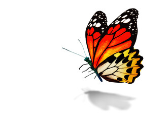 Color monarch butterfly , isolated on the white background