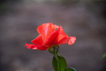 Close up rose flowers in garden.