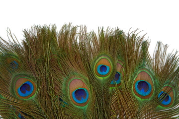 colorful peakok feather isolated on white background
