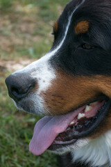 bernese mountain dog close up
