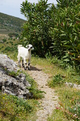 a kid goat on the hiking trail up to the Paleou-Piliou Oria Tavern (opposite of Palio Pyli Castle), Kos Island, Greece, May