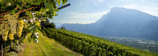 Vigneto nelle dolomiti
