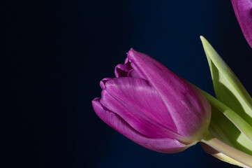 Fototapeta na wymiar Tulipan fioletowy bukiet