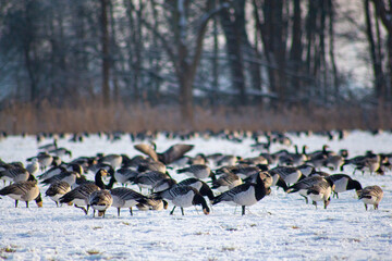 Geese in the Snow
