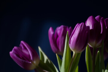Obraz na płótnie Canvas Tulipan fioletowy bukiet