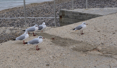 Obraz premium four seagulls are on watch, and a sentry is posted in front