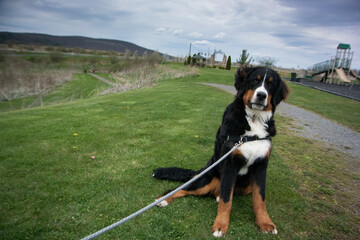 bernese mountain dog in the park