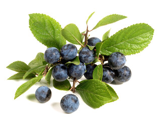Potted Sloe Berries on white Background Isolated