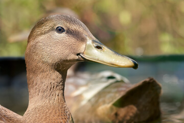 Close up portrait of a duck mallard Indian runner duck mixed breed