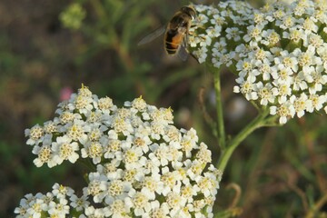 White yarrow flowers in the meadow, closeup