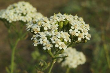 Yarrow flowers in the meadow, closeup