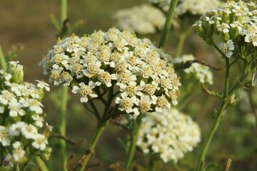 Yarrow flowers in the garden over natural background