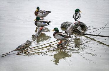 Wild Ducks The Tree Branch