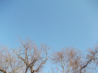 Fototapeta na wymiar Nature background , loneliness , trees , winter .