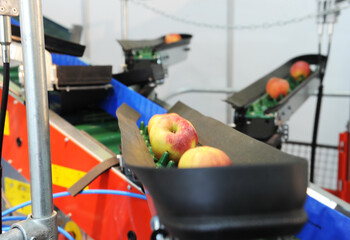 Packing apples. Packing apples in a factory. Packing line for apples going for sale.