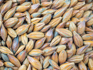 Full frame of barley grain brown malt ingredient in cooking and beverage production. Process of making craft beer from malt. Concept of alcoholic beverage homemade