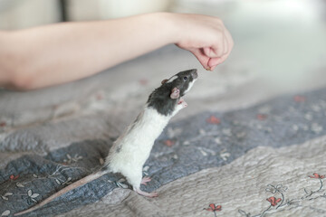 rats live in humans