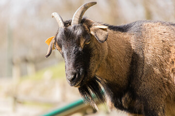 Closeup shot of a brown goat on a farm