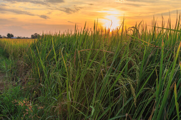 Fototapeta premium Rice fields and sunset sky view
