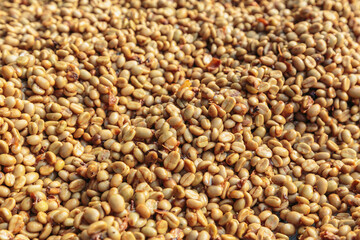 Fresh unroasted coffee beans