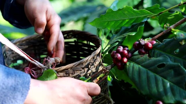 organic arabica coffee with farmer harvest in farm.harvesting Robusta and arabica  coffee berries by agriculturist hands,Worker Harvest arabica coffee berries on its branch, harvest concept.