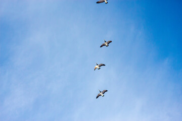 Geese in Flight