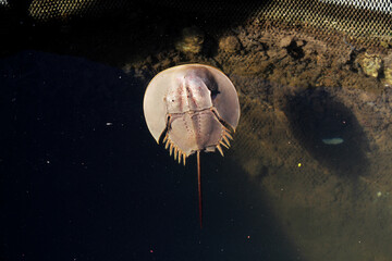 Closeup top view of a Horseshoe crab marine arthropod in a water