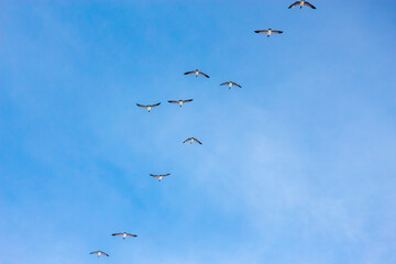 Geese in Flight
