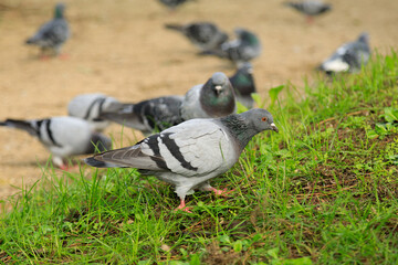 Fototapeta premium Selective focus shot of pigeons in a park 