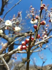 Ume, Japanese flower dub in spring 梅の花の蕾