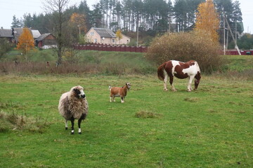 Fototapeta na wymiar sheep and horse in the field