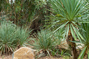 beautiful, green, natural, large palm trees and plants in the subtropics on a good day