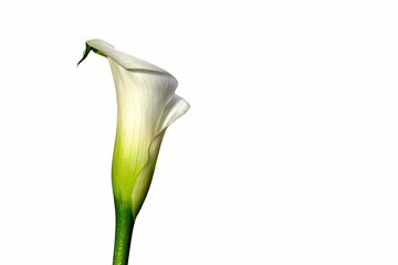 Calla with white background, lateral, vertical - Zantedeschia aethiopica - as background
