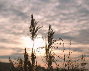 Obraz premium Golden reeds sway in the wind against sunset sky. Abstract natural background. Pattern with neutral colors. Minimal, stylish, trend concept. Golden sedge grass, dry reed, reed layer, reed seeds.