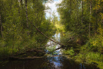 Fototapeta na wymiar Pine forest area with stream