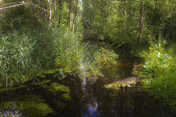 Fototapeta premium Pine forest area with stream