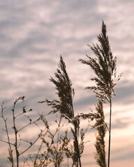 Obraz premium Golden reeds sway in the wind against sunset sky. Abstract natural background. Pattern with neutral colors. Minimal, stylish, trend concept. Golden sedge grass, dry reed, reed layer, reed seeds.