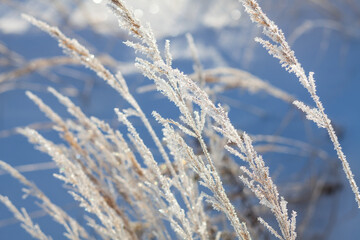 dry grass covered with frost on a background of snow
