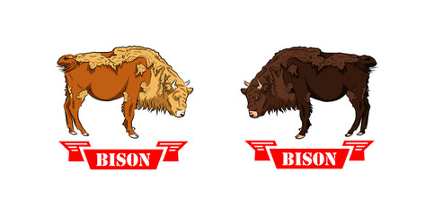 Two contrast (black and white) baby bisons looking each other.