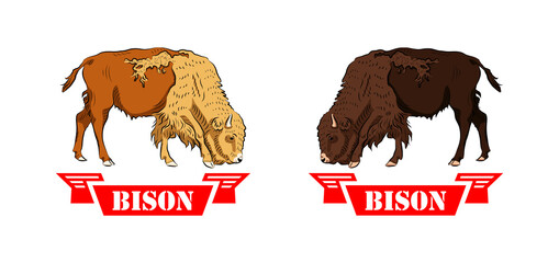 Two contrast (black and white) american baby bison grazing. Handmade drawn.