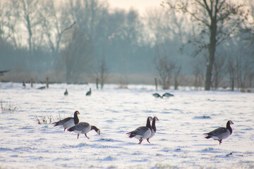 Fototapeta premium geese in the snow